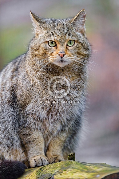Wildcat posing