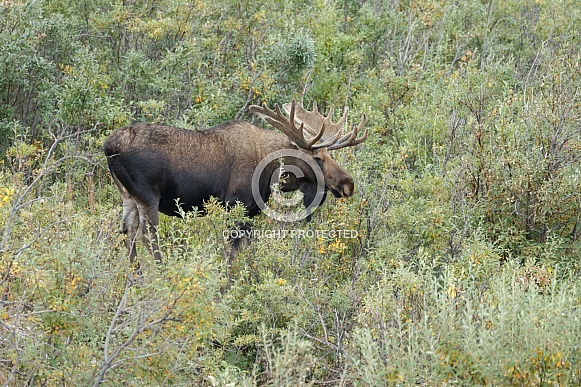 The moose or elk (Alces alces)