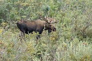 The moose or elk (Alces alces)