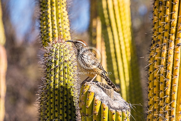 Cactus Wren Cactus Wren