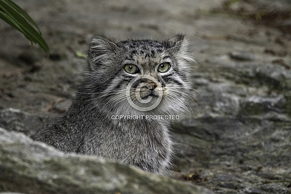 Manul/Pallas Cat In Rocks
