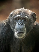 Chimpanzee (Pan troglodytes)