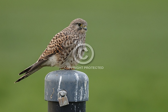 The common Kestrel