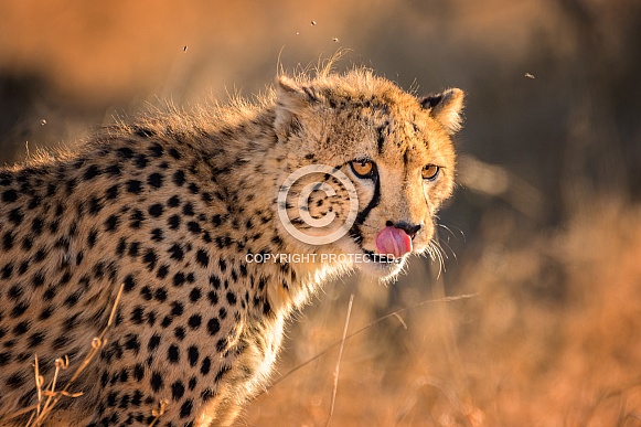 Cheetah
