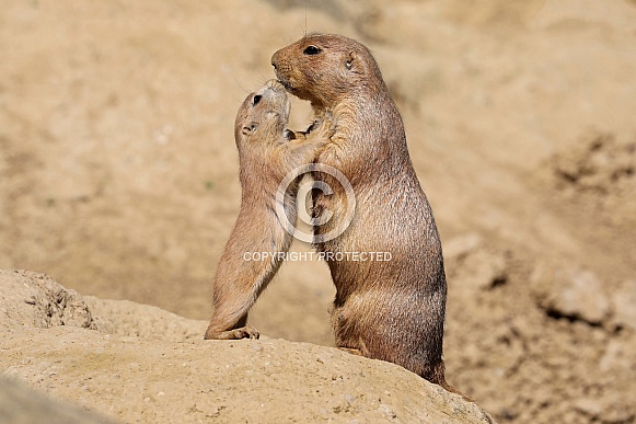 Black-tailed prairie dog (Cynomys ludovicianus) Black-tailed prairie dog (Cynomys ludovicianus)