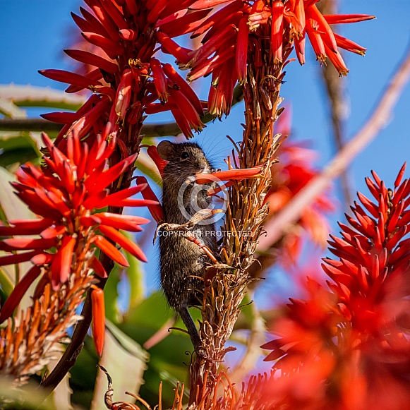 Four-striped Grass Mouse Four-striped Grass Mouse