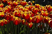 Back lit tulips.