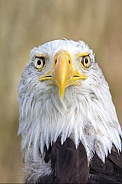 Bald eagle (Haliaeetus leucocephalus)