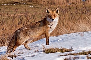 Red fox