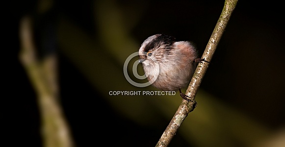 Long Tailed Tit