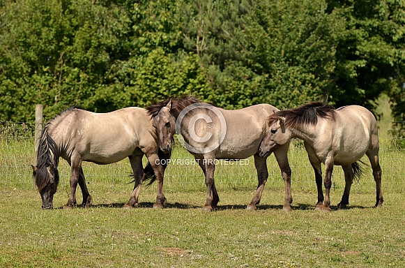 Konik Horse