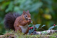 Red Squirrel