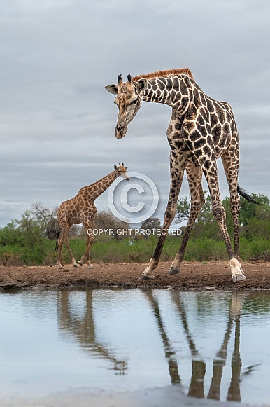 Giraffes at the waterhole