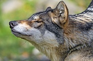 Wolf profile