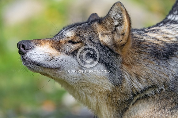 Wolf profile Wolf profile