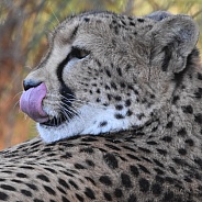 Cheetahs close up