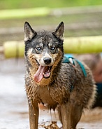Wet husky dog posing by mud pit