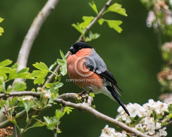 Bullfinch male Bullfinch male