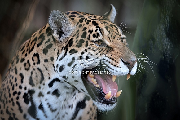 Jaguar (Panthera Onca)