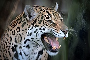 Jaguar (Panthera Onca)