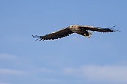 White tailed eagle or European Eagle