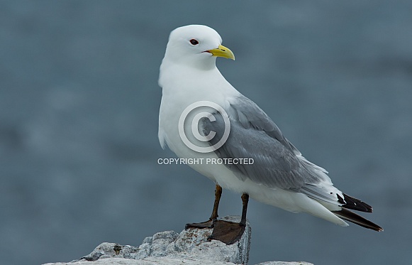 Black legged Kittiwake Black legged Kittiwake