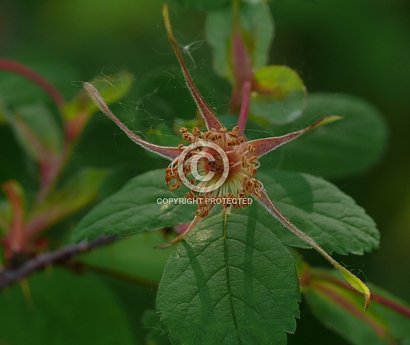 Prickly Wild Rose After the Bloom in Alaska Prickly Wild Rose After the Bloom in Alaska