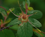 Prickly Wild Rose After the Bloom in Alaska