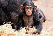 Baby Chimpanzee Sat Upright Looking At Camera