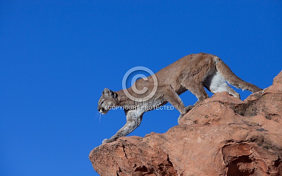 Mountain lion, cougar, puma concolor