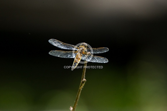 Four spotted skimmer Dragonfly