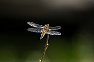 Four spotted skimmer Dragonfly