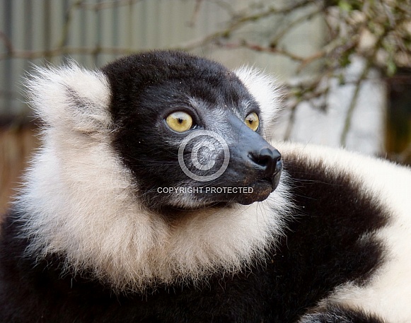 Black and White Ruffed Lemur portrait