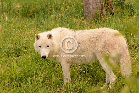 Arctic Wolf