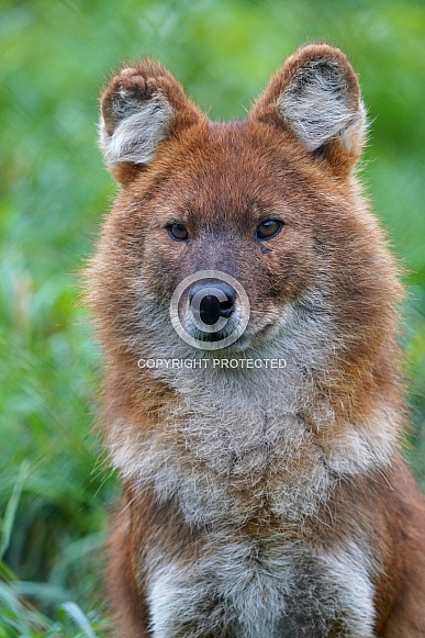 Dhole Dhole