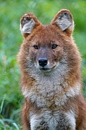 Dhole