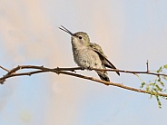 Anna's Hummingbird Female or Immature