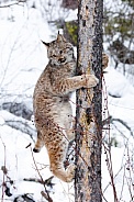 Canada Lynx