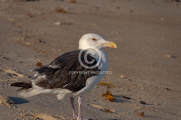 Sea Gull Sea Gull