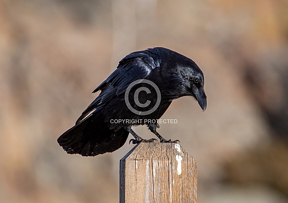 Common Raven Common Raven