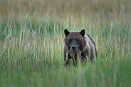 Bear cub walking through the tall grass