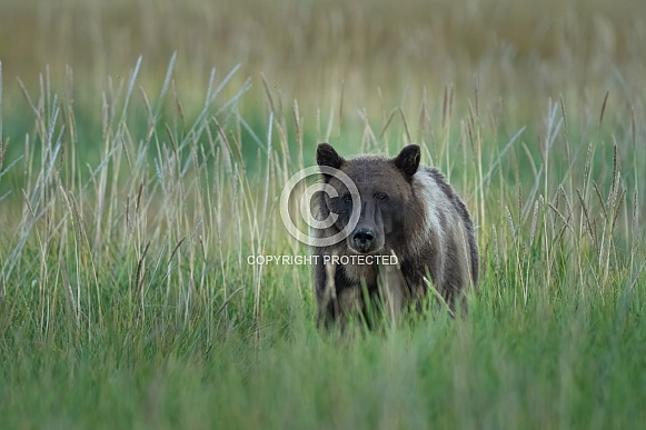 Bear cub walking through the tall grass