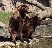 Kamtschatka Bears