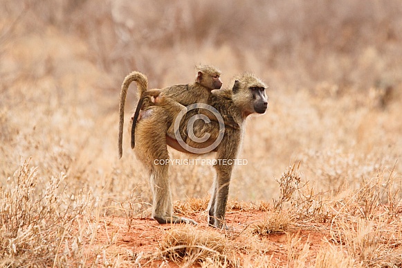 Olive Baboon Baby Riding on Mum's back