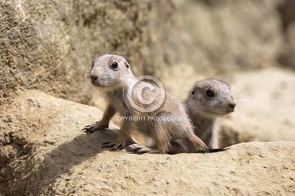 Black Tailed Prairie Dog Black Tailed Prairie Dog