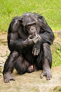 Chimpanzee