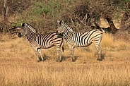 Zebra in the grasslands