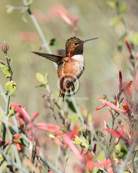 Allen's Hummingbird (Male) Allen's Hummingbird (Male)