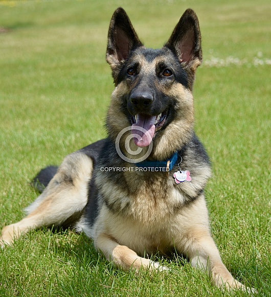 German Shepherd