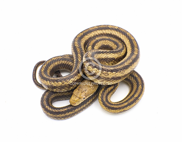 Eastern rat snake formerly known as yellow rat snake - Pantherophis alleghaniensis - top dorsal view isolated on white background. Common in the southeastern United States. Juvenile sub adult Eastern rat snake formerly known as yellow rat snake - Pantherophis alleghaniensis - top dorsal view isolated on white background. Common in the southeastern United States. Juvenile sub adult